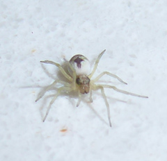 Nigma puella