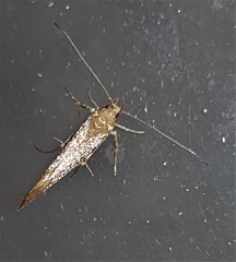 Glaphyristis marmarea