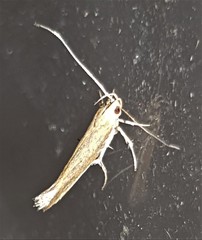 Glaphyristis marmarea