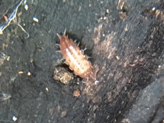 Trichoniscus pusillus