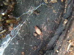 Trichoniscus pusillus