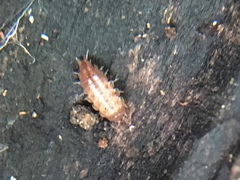 Trichoniscus pusillus