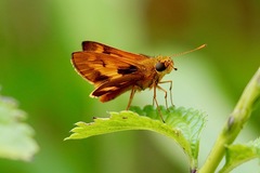 Oriens augustula