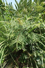 Zanthoxylum ailanthoides ailanthoides