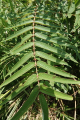 Zanthoxylum ailanthoides ailanthoides