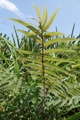 Zanthoxylum ailanthoides ailanthoides