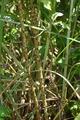 Zanthoxylum ailanthoides ailanthoides
