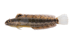 Brown Sabretooth Blenny photo 2