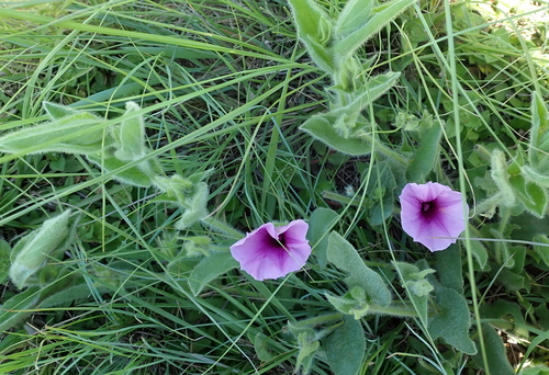 Image of Ipomoea crassipes by no rights reserved