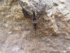 Phthiria antiqua