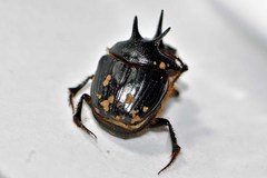 Onthophagus ferox