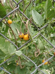 Solanum elaeagnifolium