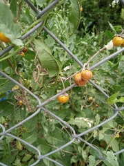 Solanum elaeagnifolium