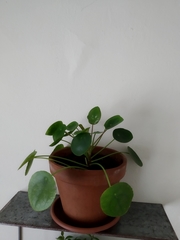Pilea peperomioides