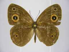Brakefieldia perspicua