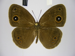 Brakefieldia perspicua