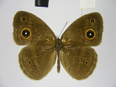 Brakefieldia perspicua