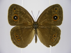 Brakefieldia perspicua
