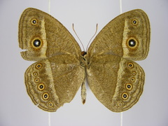 Brakefieldia perspicua