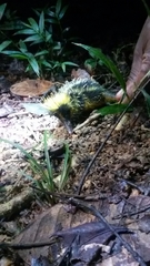 Hemicentetes semispinosus