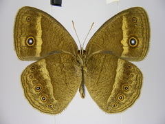 Brakefieldia perspicua