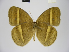 Brakefieldia perspicua