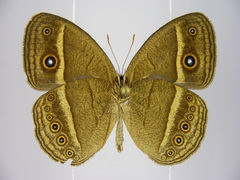 Brakefieldia perspicua