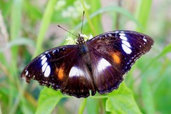 Hypolimnas bolina