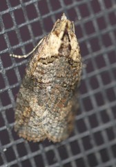 Cryptoptila immersana