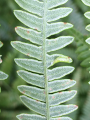 Dasineura pteridicola