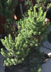 Erica sparrmanni