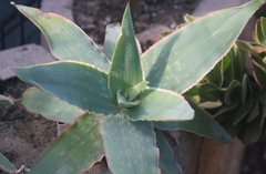 Aloe reynoldsii