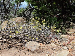 Hesperolinon breweri