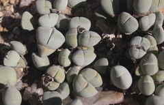 Cheiridopsis glomerata