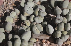 Cheiridopsis glomerata