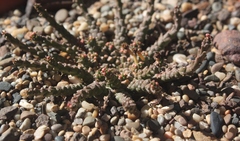 Euphorbia gorgonis