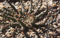 Euphorbia gorgonis