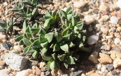Nananthus vittatus