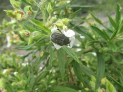 Tropinota squalida canariensis
