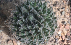 Haworthia nortieri pehlemanniae