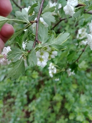 Phyllocoptes goniothorax