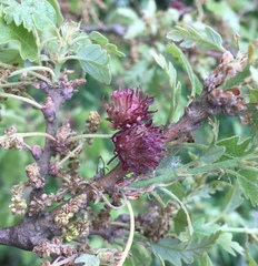 Andricus grossulariae