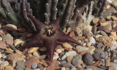 Stapelia cedrimontana