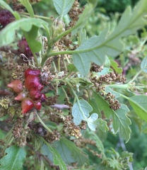 Andricus grossulariae