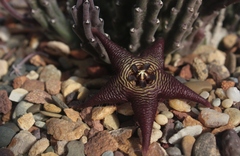 Stapelia cedrimontana