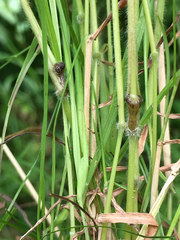 Mayetiola hellwigi