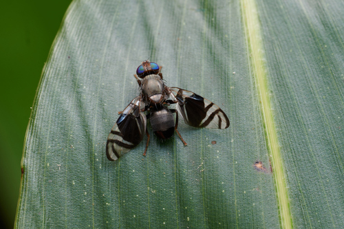 Philophylla chuanensis
