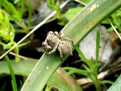 Aelurillus cretensis