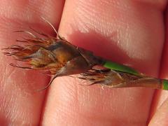 Willdenowia glomerata