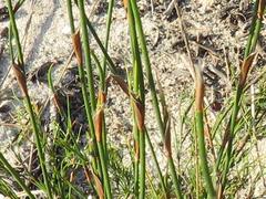 Willdenowia glomerata